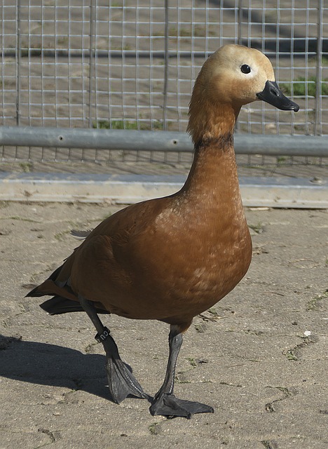 费城